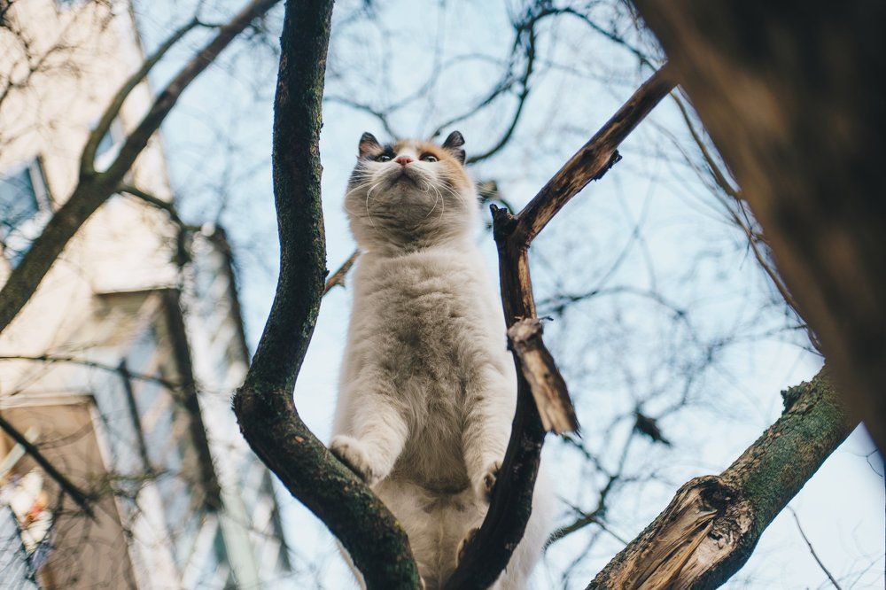 Кот на дереве