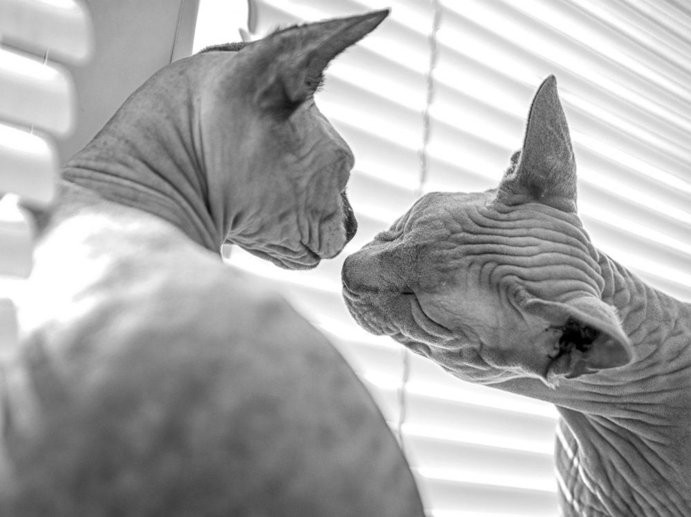 The Naked Kiss