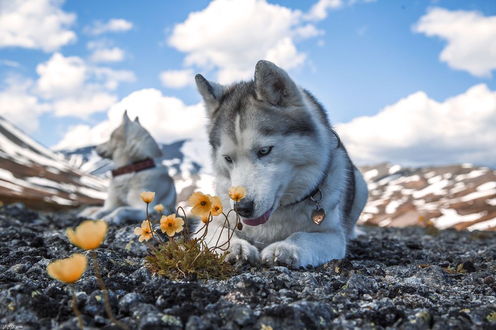 весна на севере