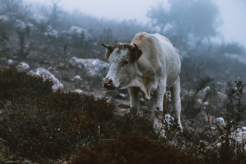 Photograph by Vera Lehem