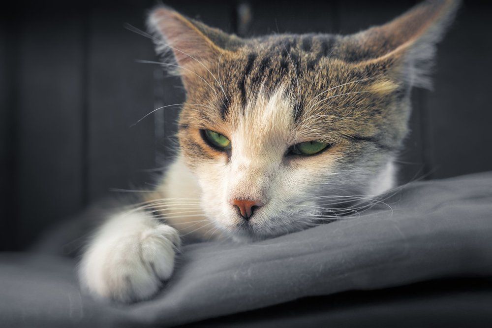 Портрет, Кошка мурка.