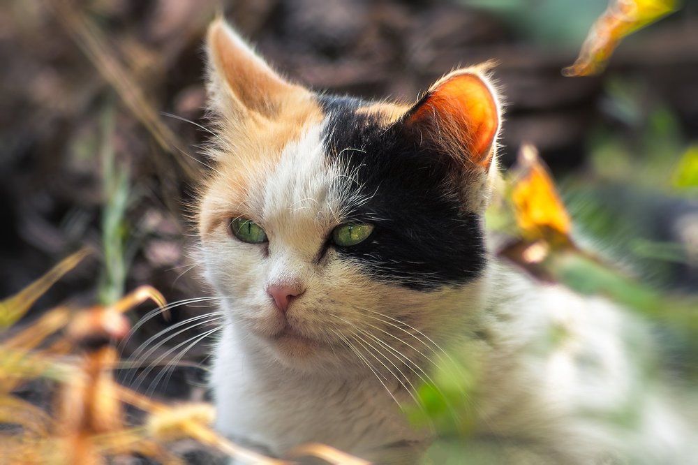 Портрет, кошка дашка.