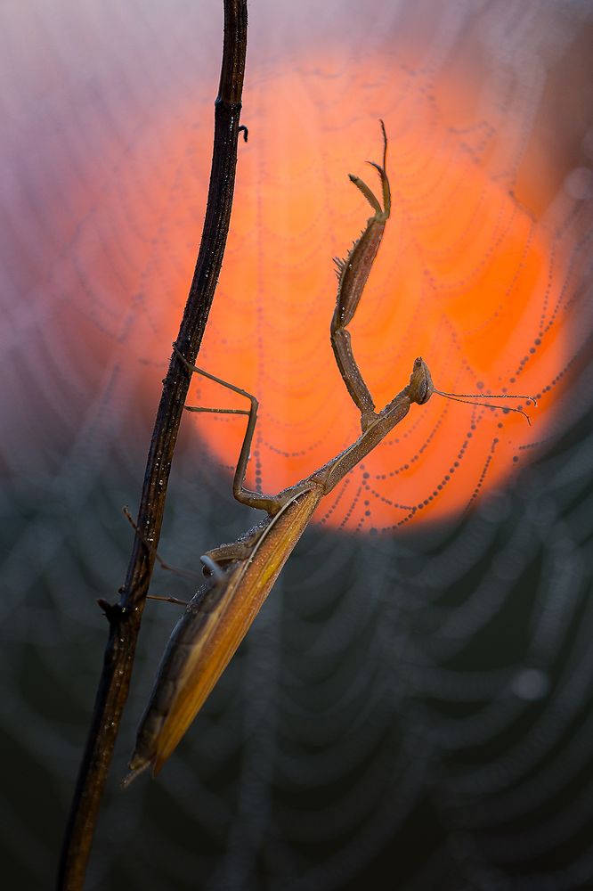 Дирижёр.Kapellmeister.