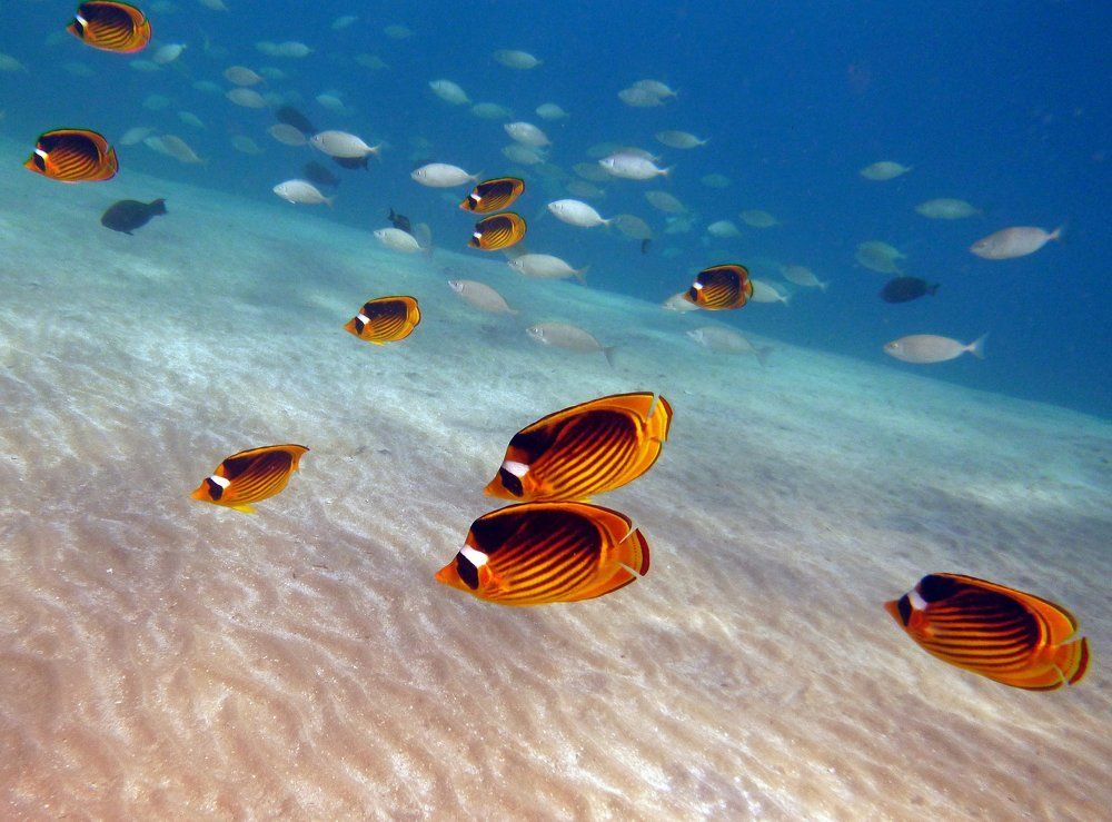 Наперегонки