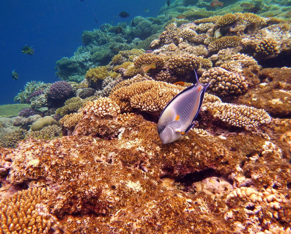 Рыба хирург