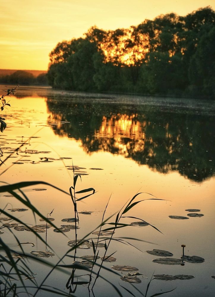 Золотое зеркало