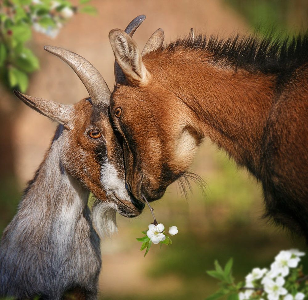 Любовь зла...