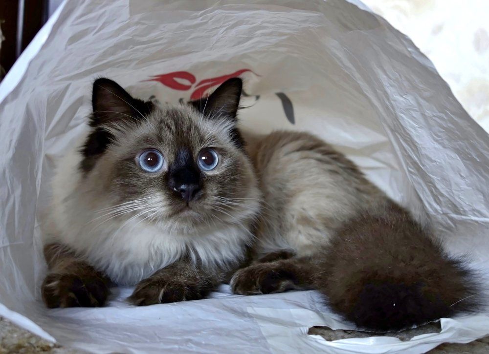 Кот в мешке.