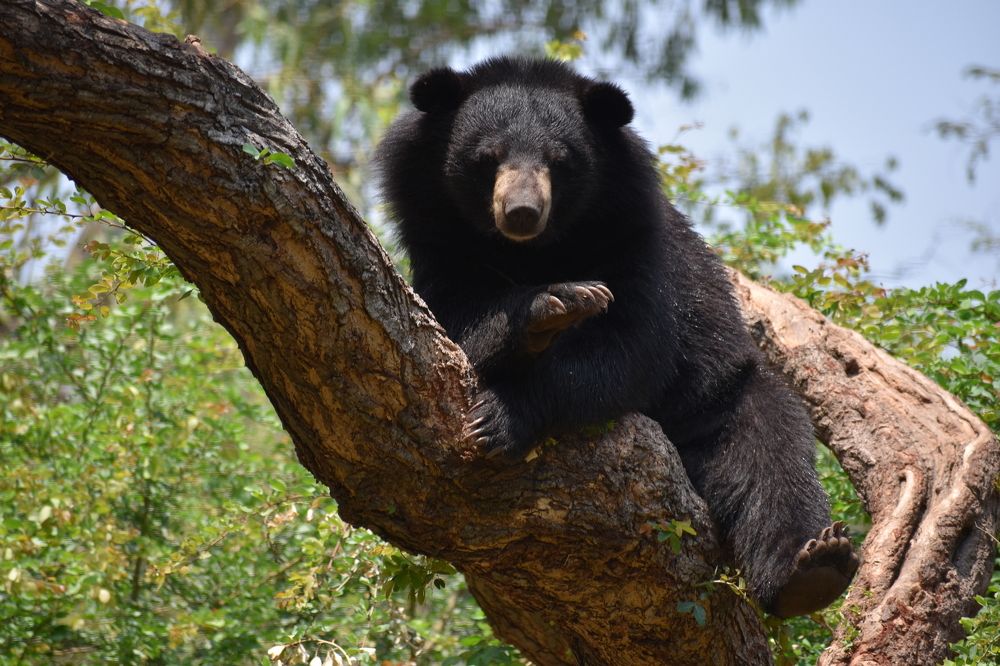 MOWGLI WHERE ARE YOU!