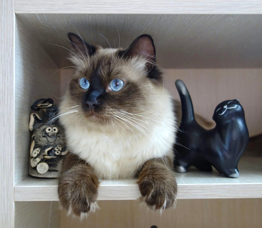 Свой среди своих...