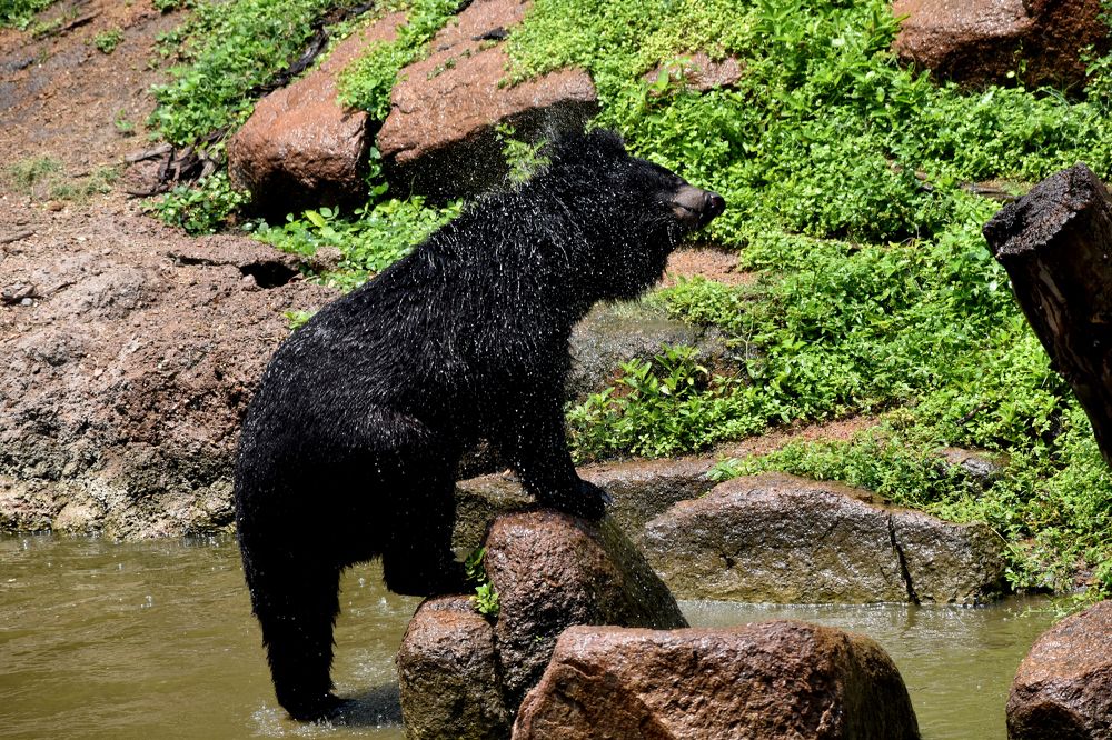 EVEN WE LOVE TO BATH