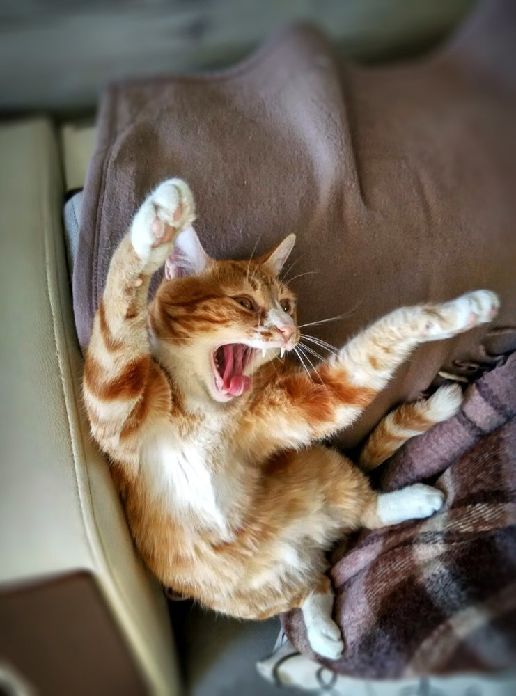 Бабушка, бабушка, почему у тебя такие зубки?