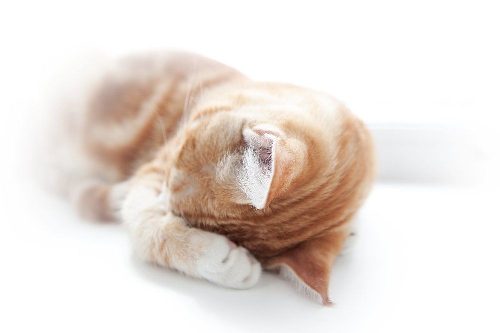 Сон в летнюю ночь.