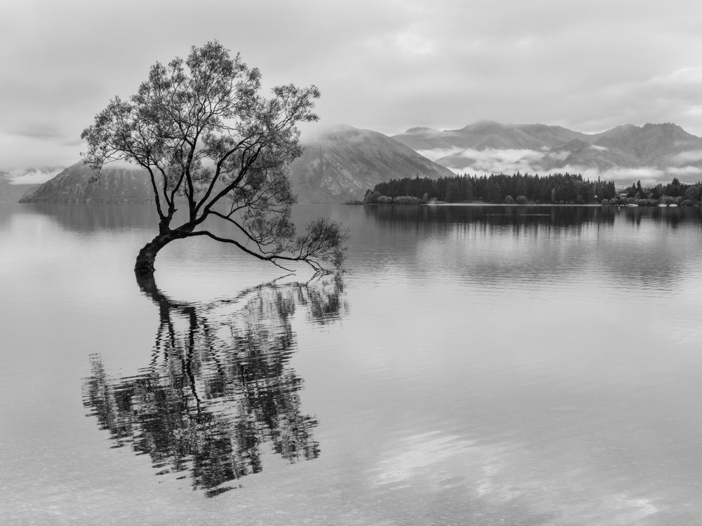 A tree caresses the water while bathing