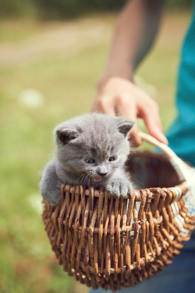 Милый котенок