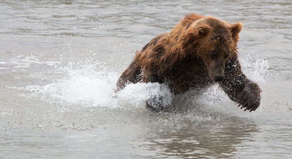Медведик ловит рыбу