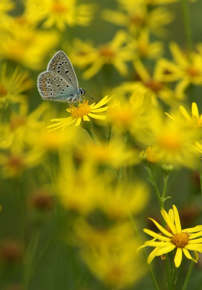 Среди цветов