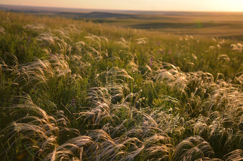 Цветущая ковыль