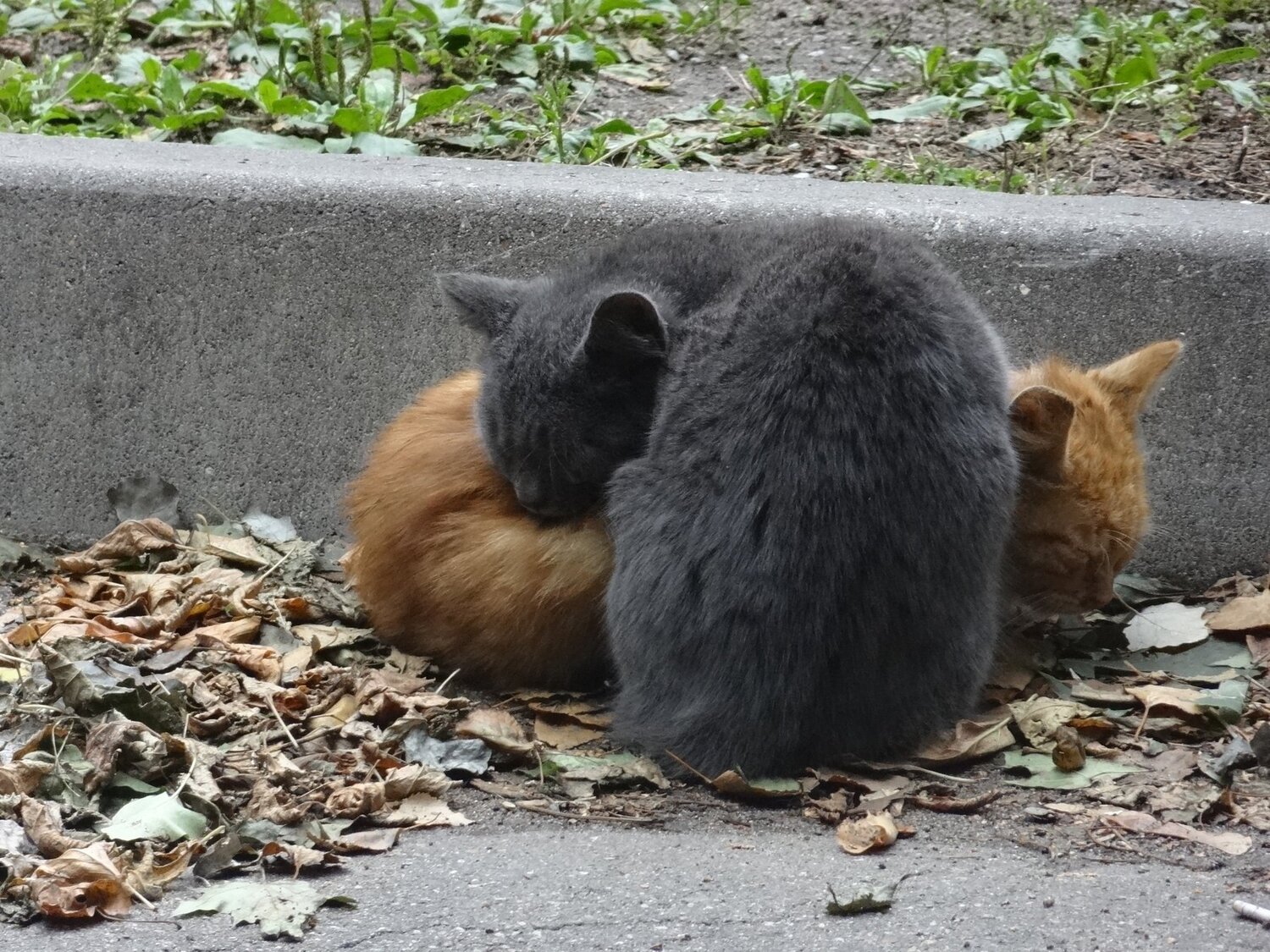Photo #2553425