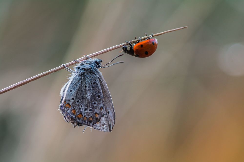 Утро вдвоем