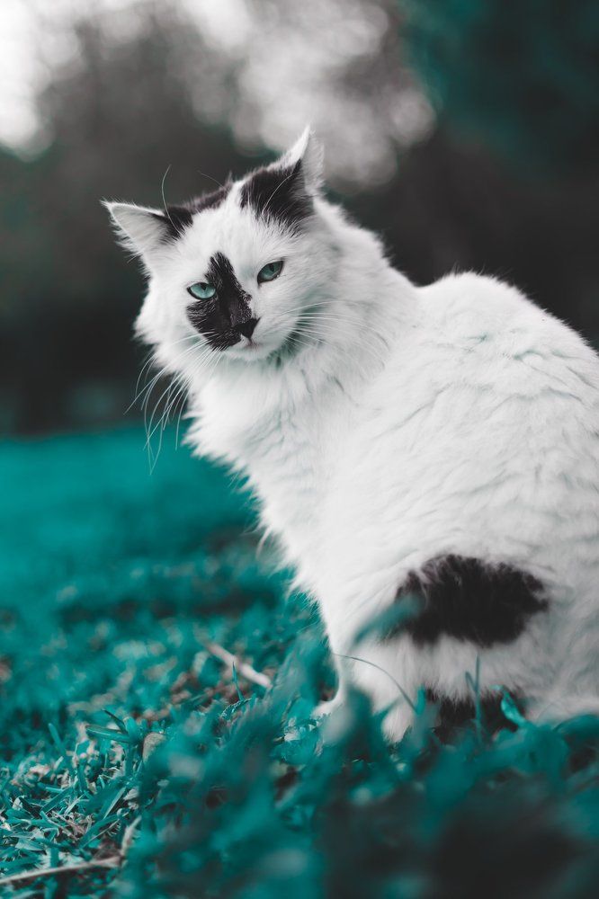 Фотография автора Анна Ватансевер