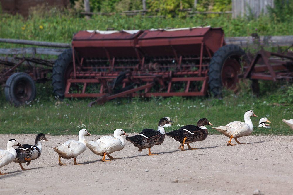 Раз-два-три-четыре-пять- вышли гуси погулять