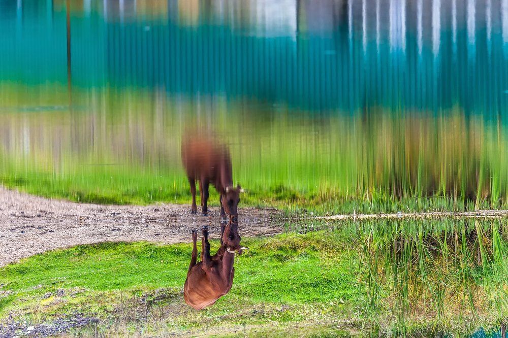 Про буренку