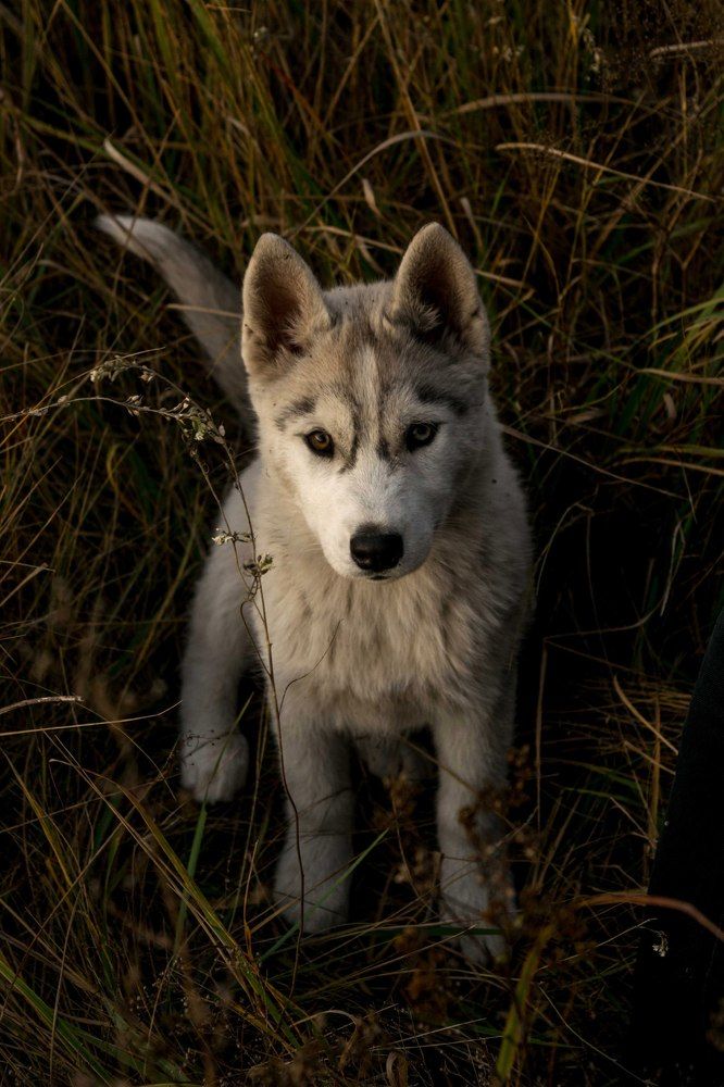 Молодой волчонок