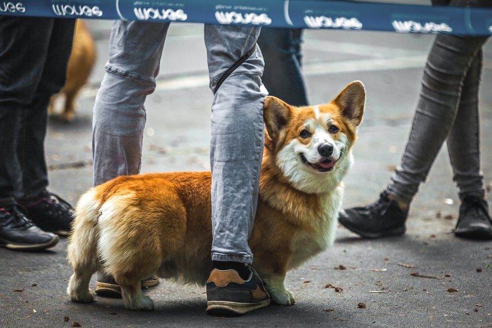 Собака-улыбака
