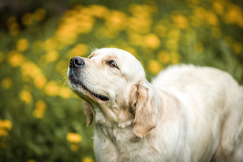 Голден - значит солнечный