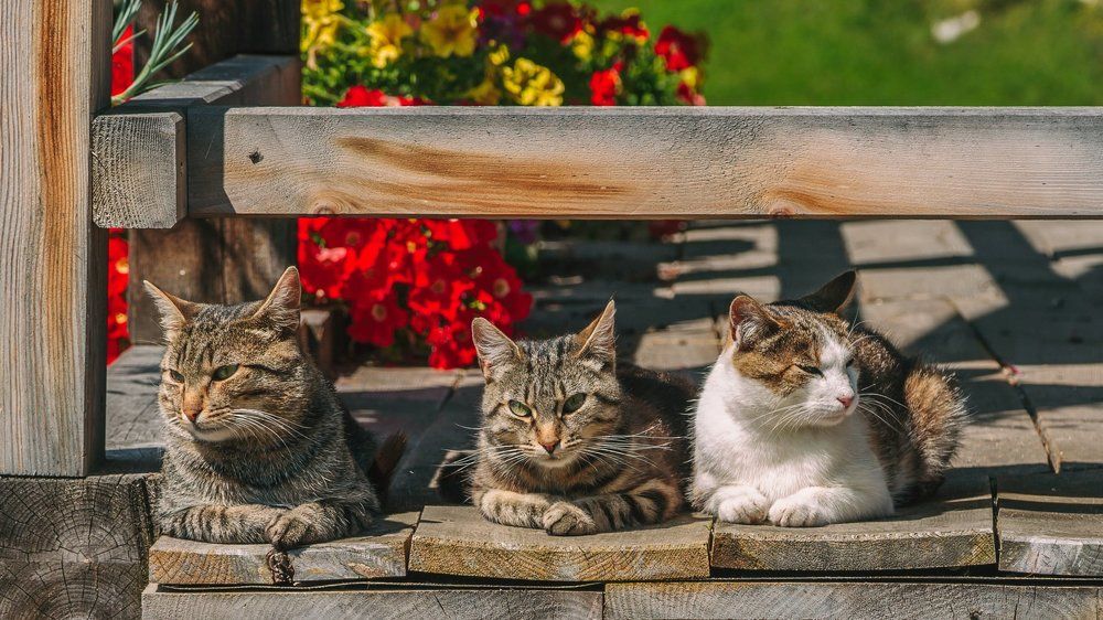 Ничего не вижу,ничего не слышу,ну а я ничего никому не скажу...