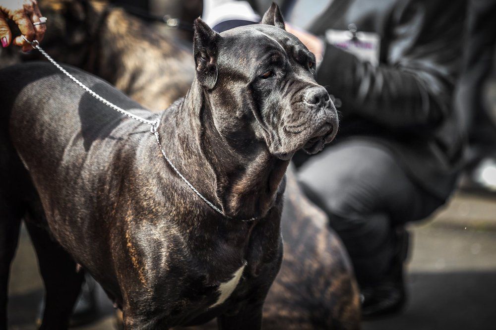 Кане-корсо - потомки Тибетских догов времен античности