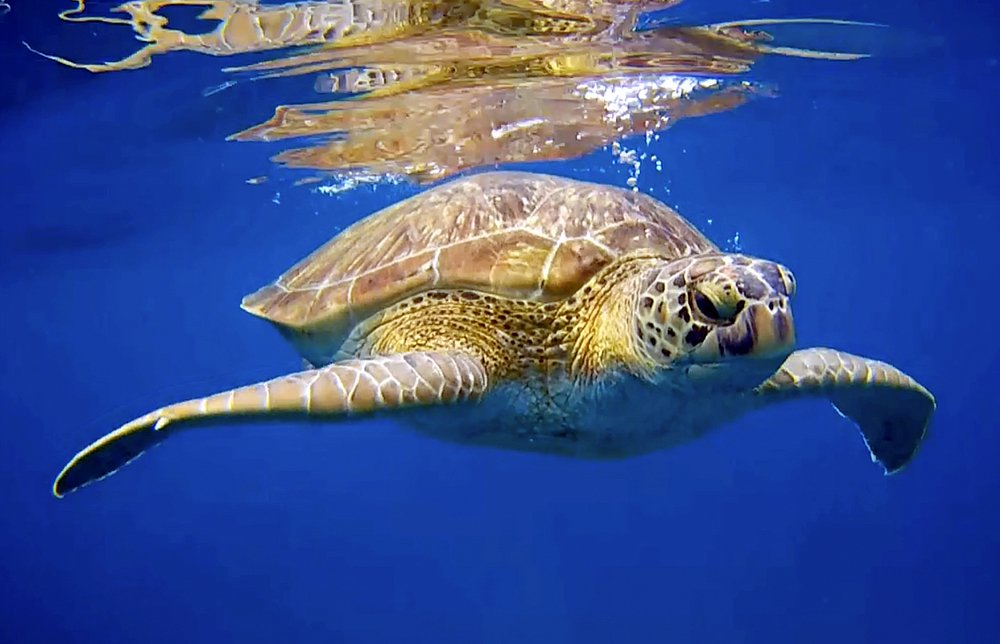 Большая черепаха