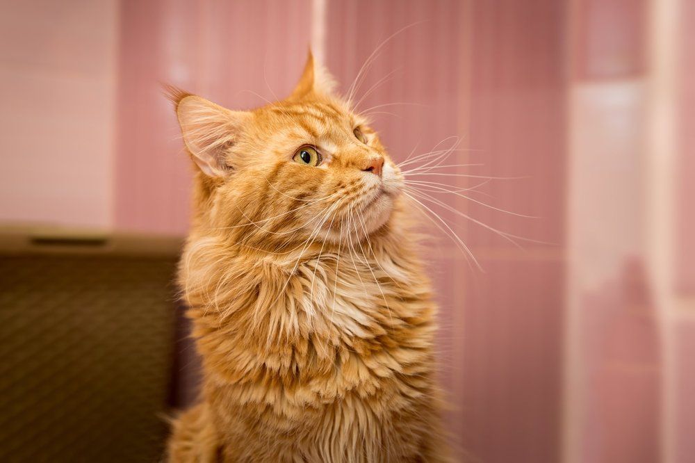 Рыжий мейнкун