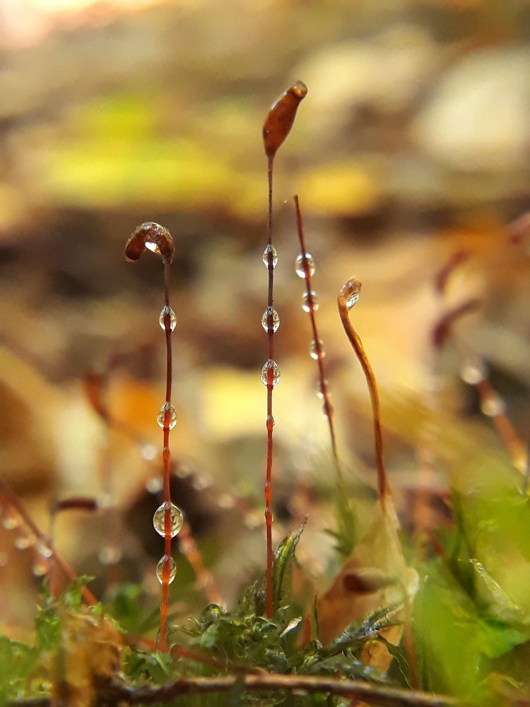 Лесная графика