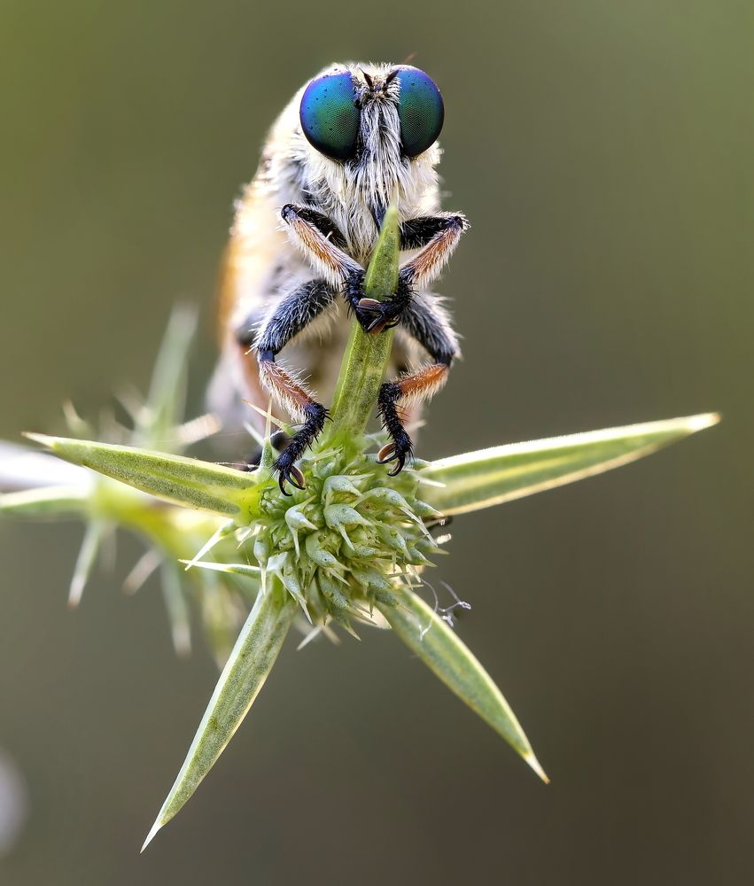 Барон Мухгаузен