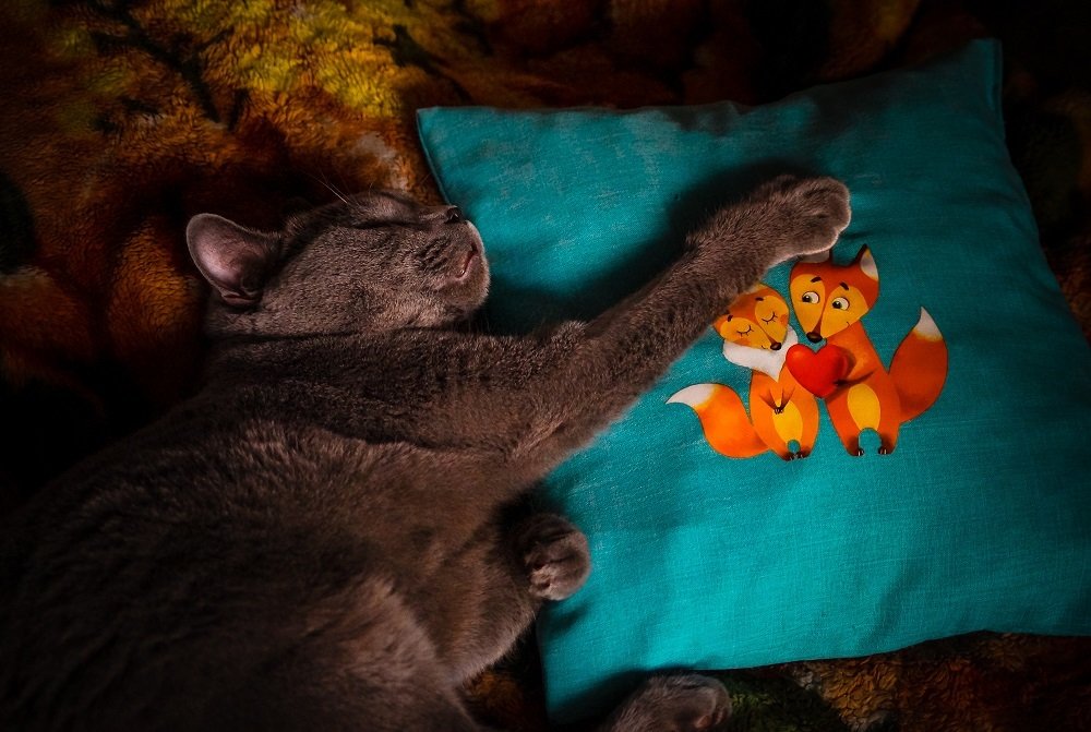 Любимая подушка