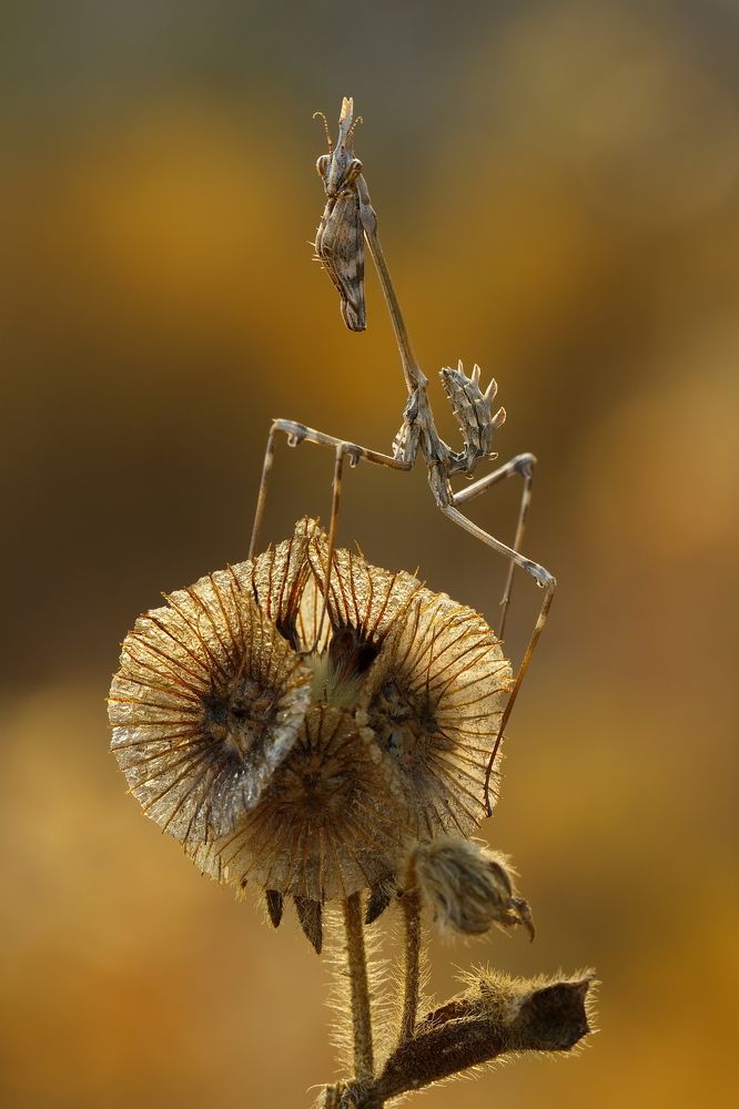 Властелин цветка