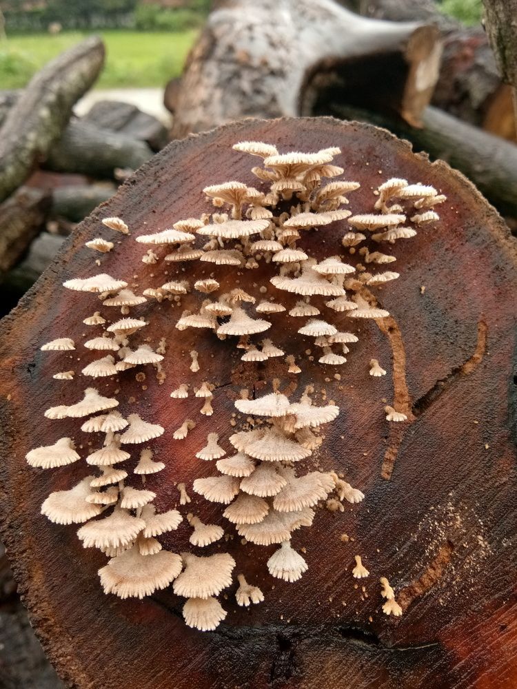 UMBRELLA