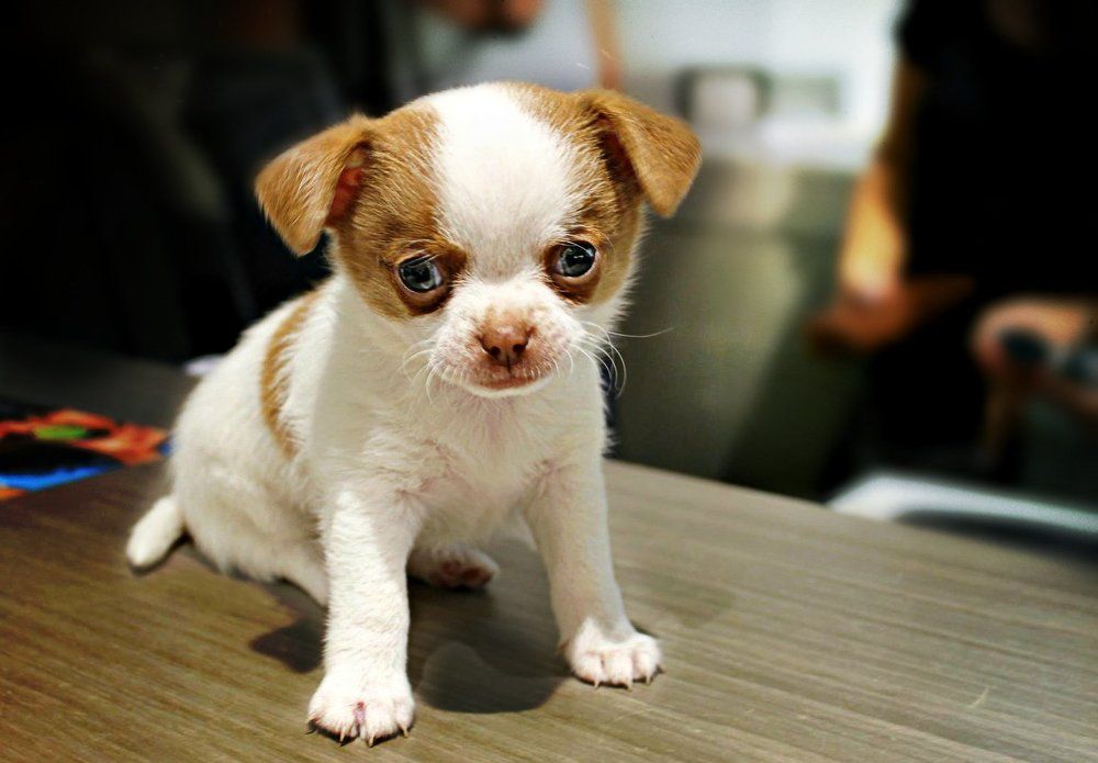 Photograph by Irina Radzinskaya