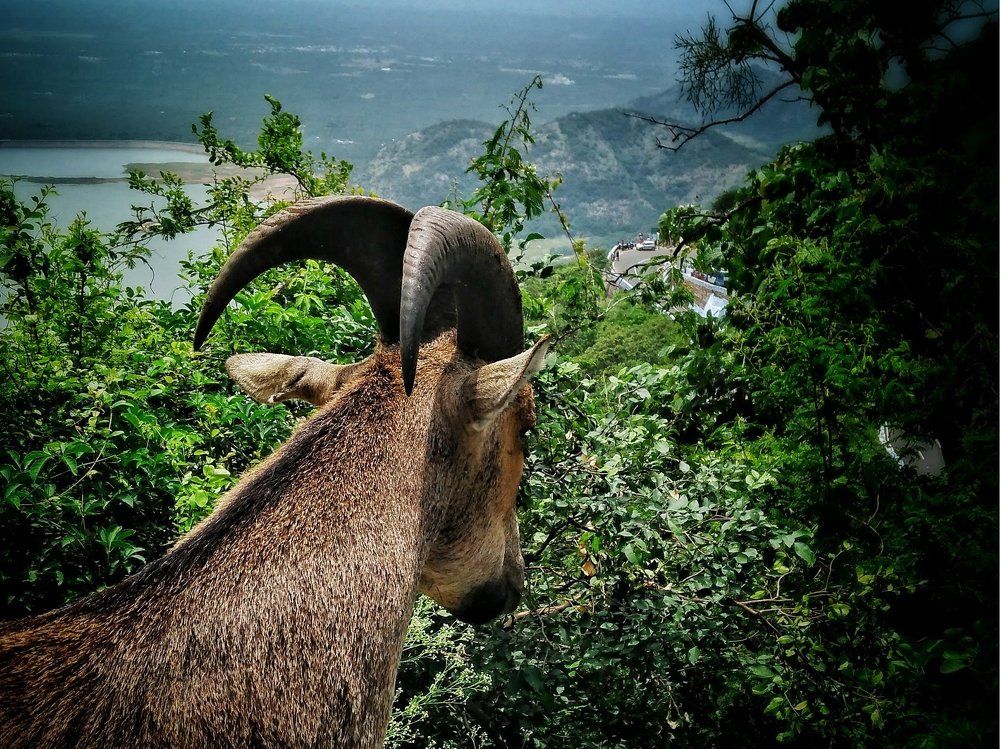Nilgiri tahr