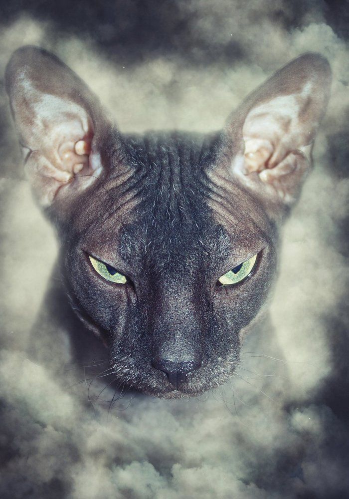 Гипнотизер