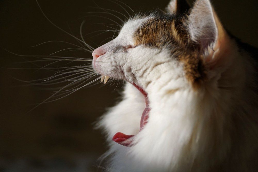 Photograph by Александр Попов