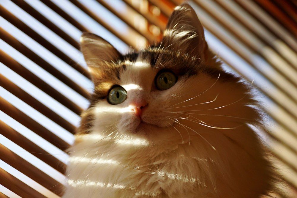 Photograph by Александр Попов