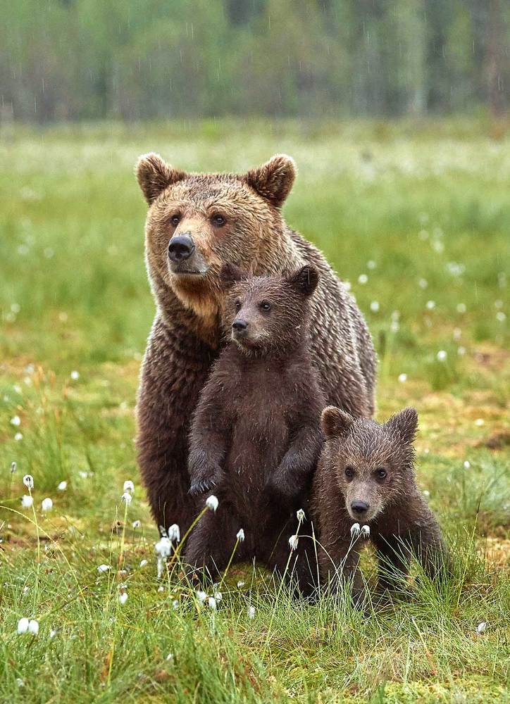 Лесной дозор