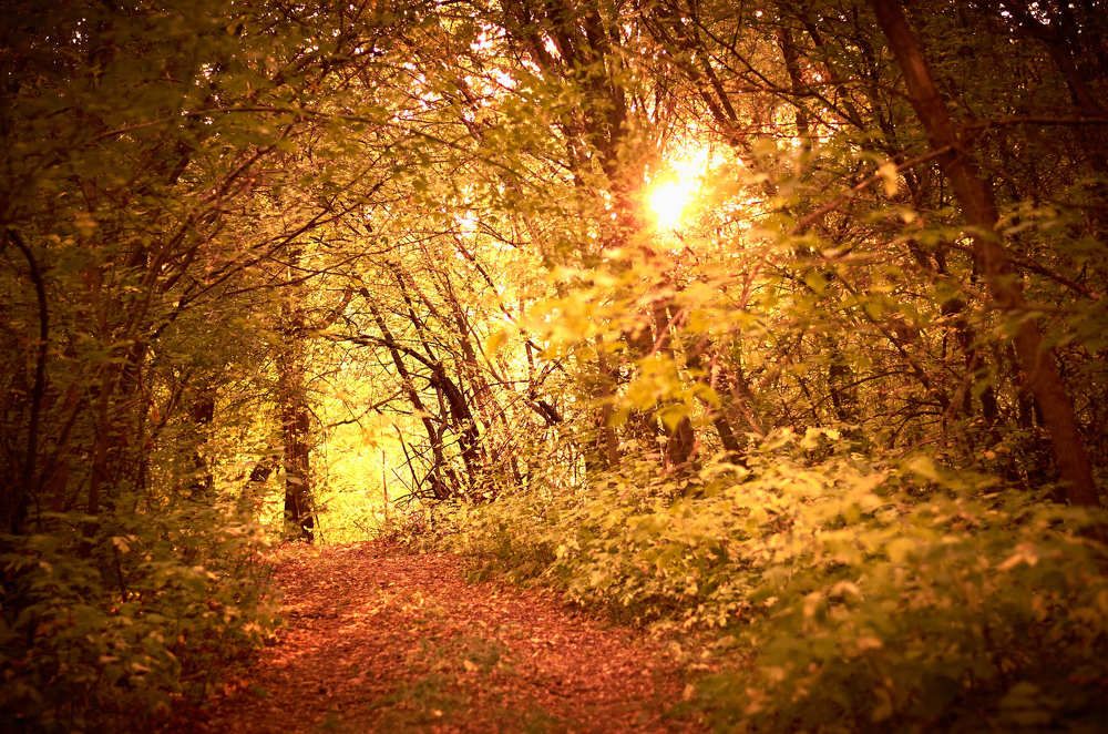 Золото осени