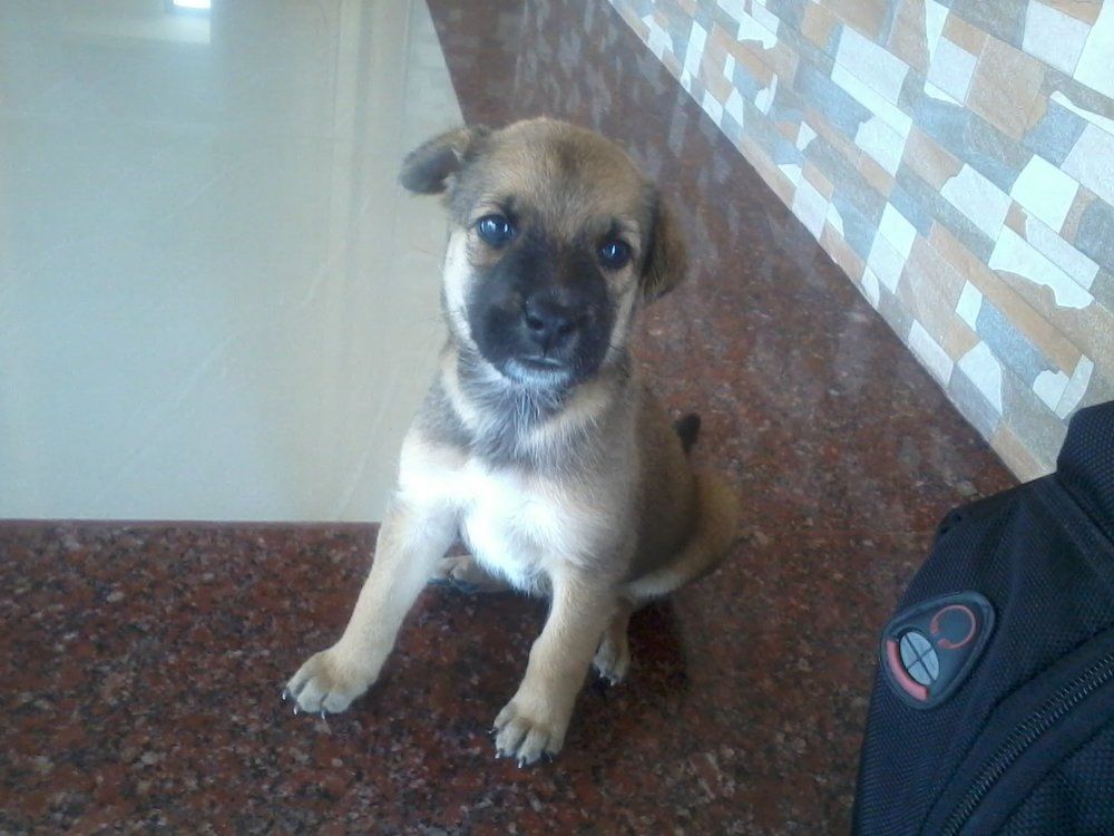 My lovely tinku