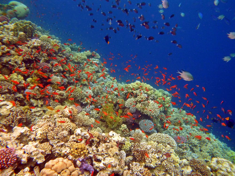 Пёстрый мир