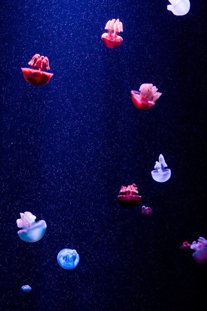 Photograph by Алёна Останкова