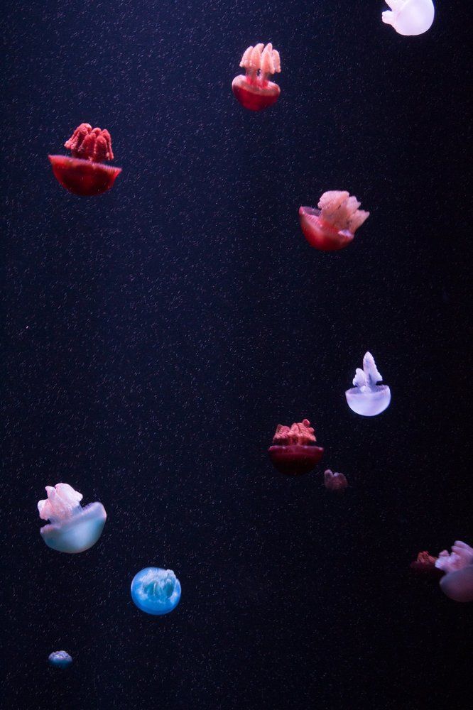 Photograph by Алёна Останкова